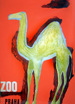 Zoo - Praha Camel