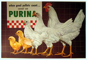 Purina for Pullets 