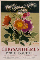       Chrysanthemes
