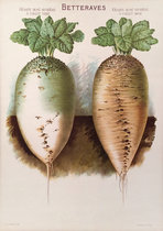 Betteraves (Turnips)