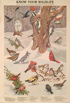 Know Your Wildlife (Winter Birds)