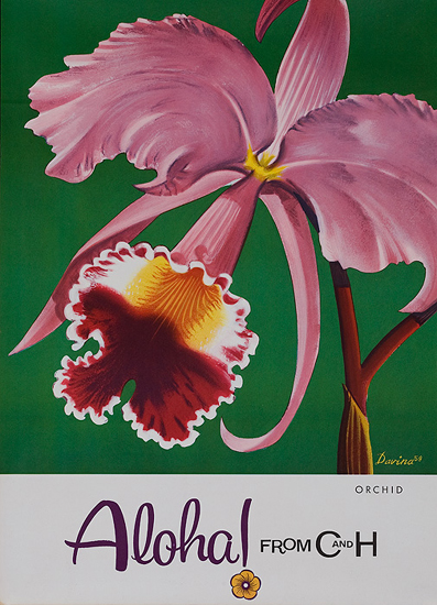C & H - Orchid Aloha